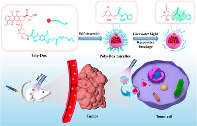 Engineered biomaterial delivery strategies are used to reduce cardiotoxicity in osteosarcoma